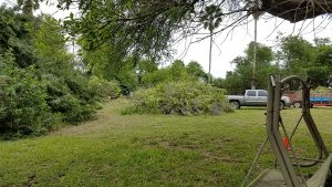 Trees coming down