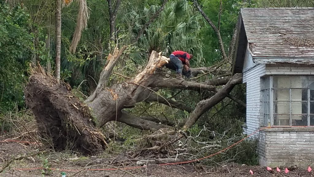 Cutting off huge branches