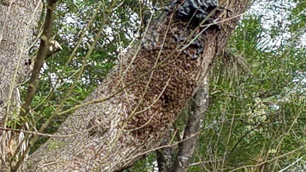 Bees on a tree