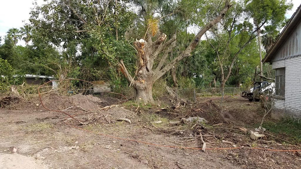 Tree back in it's hole