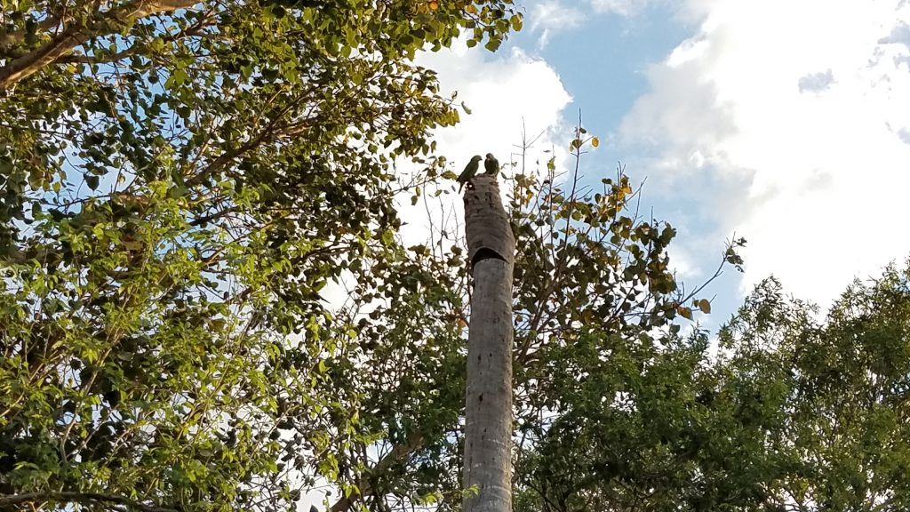 South Texas Parrots