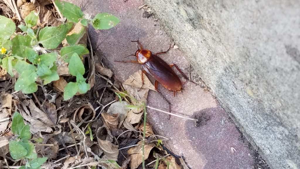 Giant Cockroach