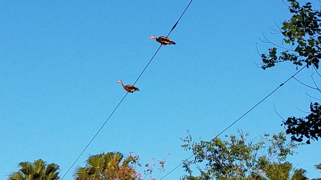 Harlingen Duck On A Wire