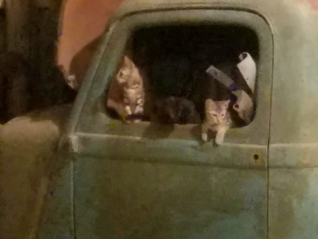 Cats in truck